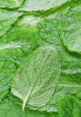 Spearmint herb background