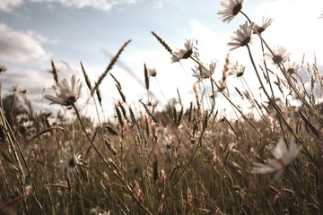 Beautiful meadow of daisies