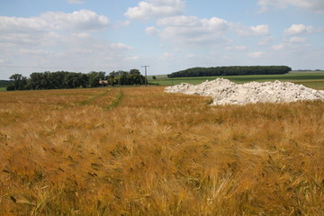 Champ de bl&eacute; et levure