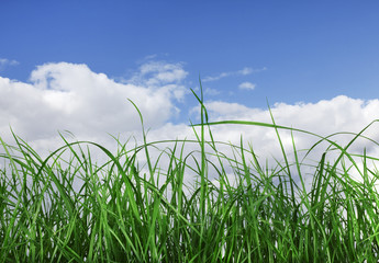 Obraz premium Green Grass and Blue Sky