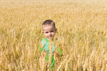 Toddler in the field of wheat