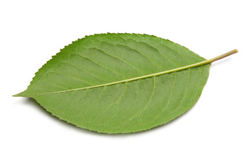 Fototapeta na wymiar green leaf isolated