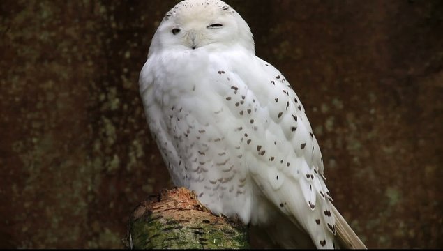 schneeeule