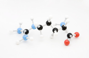 Arginine Amino Acid Molecule