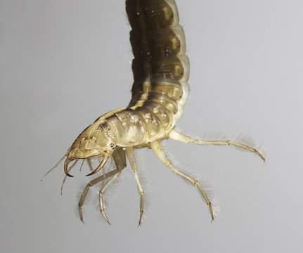 Juvenile Beetle Larva Or Nymph
