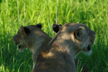 Fototapeta premium lionne à double tête