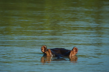 hippopotame