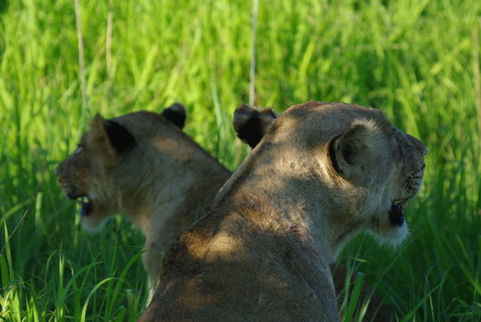lionne &agrave; double t&ecirc;te