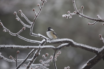 oiseau et glace