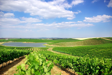 Fototapeta na wymiar Vineyard w Portugalii, regionu Alentejo.