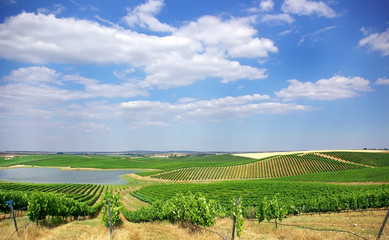 Fototapeta premium Vineyard at Portugal, Alentejo region.