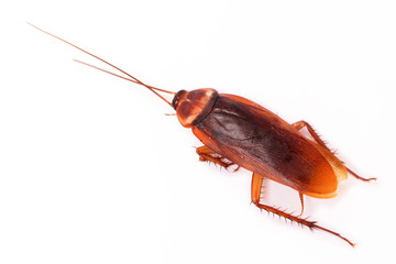 American cockroach on white
