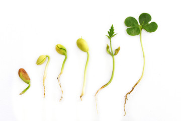 Plant growth-New life