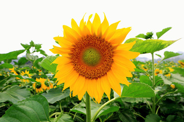 Obraz premium the closeup of Beautiful yellow Sunflower petals