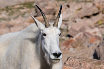 Mountain Goat 5