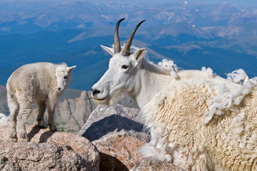 Mountain Goat mother and baby
