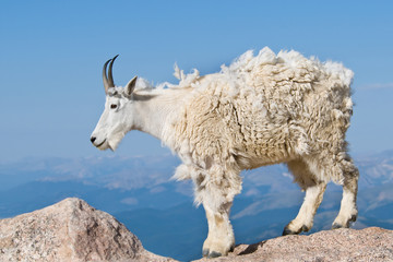 Mountain Goat 2