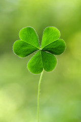 Three leaf clover