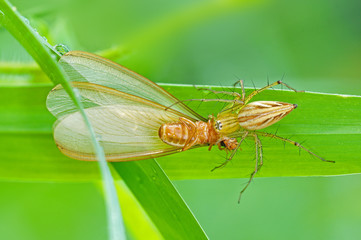 lynx spider eating a moths