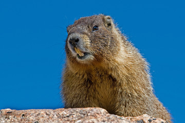 Marmot 2