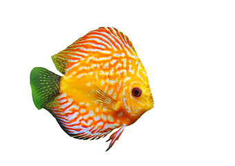 young discus
