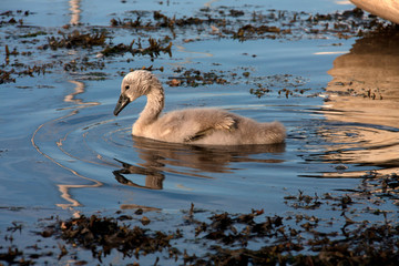 Caernarfon Castle moat - cygnet