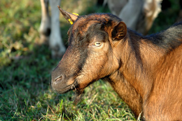 capra al pascolo