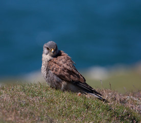 Kestrel familiy