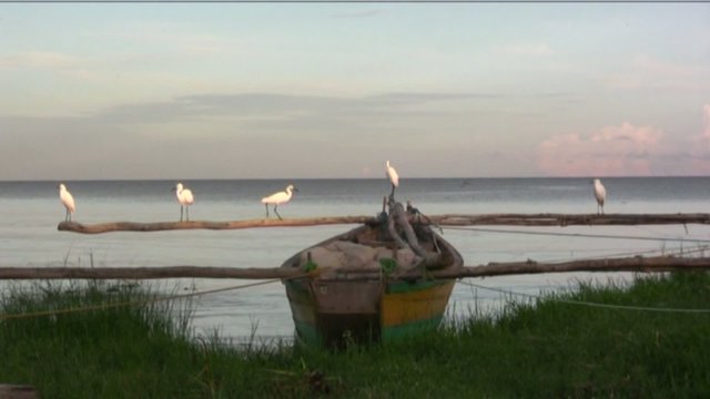 uccelli nel lago Vittoria