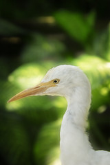 Egret