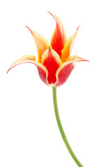 Lily flowered Tulip Aladdin