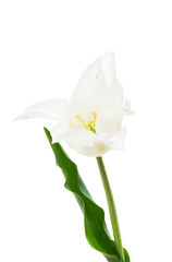 Fototapeta na wymiar Lily flowered tulip White Triumphator