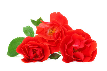 Fototapeta premium red roses