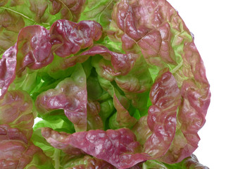 lettuce detail