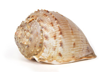 big ocean cockleshell isolated on white