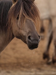Obraz premium Dülmener Wassertropfen