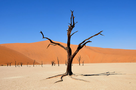 Death Vlei
