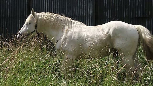 cheval blanc qui broute dans un enclos