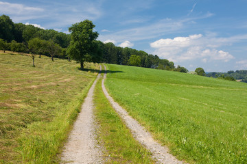 summer landscape with road and tree