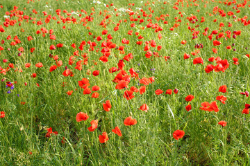 Red poppies