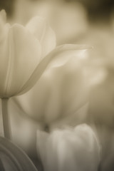 Fine art of close-up Tulips, blurred and sharp - 23757342