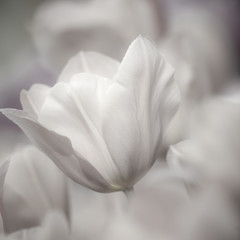 Sztuk pięknych z bliska Tulipany, niewyraźne i ostre - 23757379