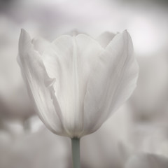 Fine art of close-up Tulips, blurred and sharp - 23757396