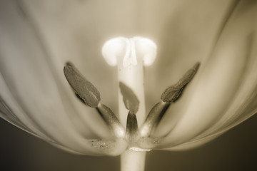 Fine art of close-up Tulips, blurred and sharp - 23757543