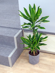 green plant with leafs, office interior design concept, fengshui aka feng-shui design, cactus opn the floor near the stairs