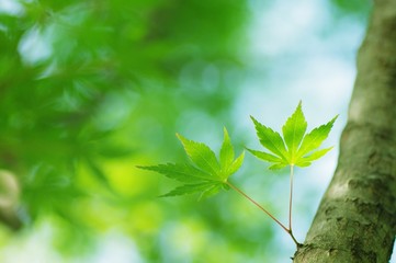 ヤマモミジの葉