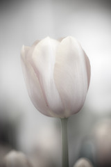 Fine art of close-up Tulips, blurred and sharp - 23758309