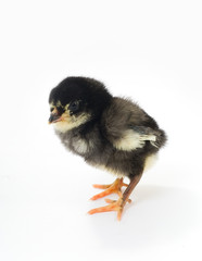 Small chicken on the white.