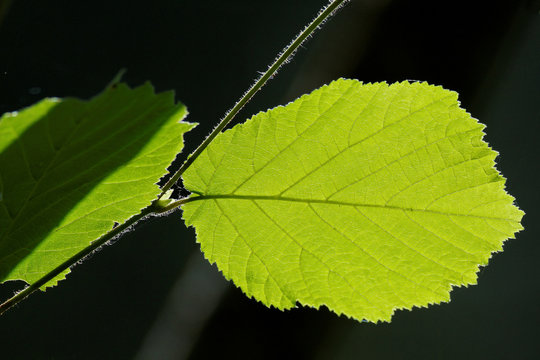 Feuille de noisetier