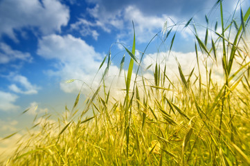 Fototapeta premium Grass